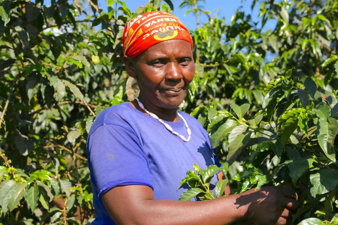 Green coffee from Kenya Karatina